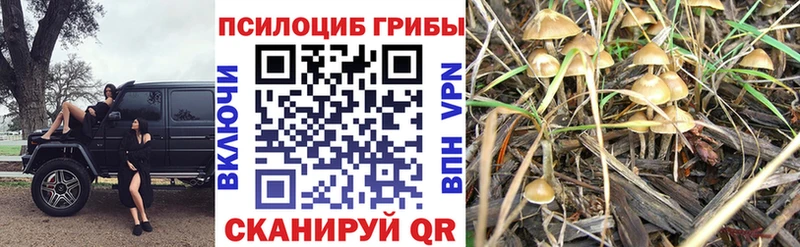 хочу   Бабушкин  Псилоцибиновые грибы GOLDEN TEACHER 
